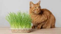 Kedi Nanesi Nedir? Ne İçin Kullanılır?