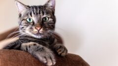 Kedi Nasıl Beslenir?