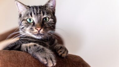 Kedi Nasıl Beslenir?
