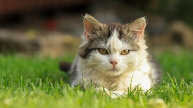 Kedi Nasıl Yıkanır? Nelere Dikkat Edilmeli?