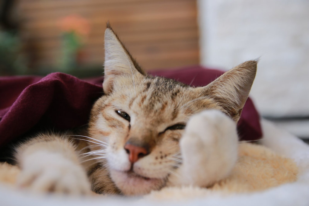 Kedi Neden Çok Uyur? Kedilerin Uyku Süresi