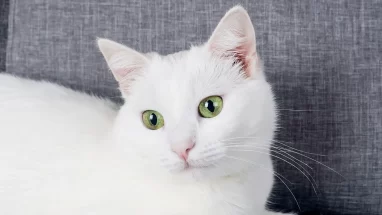 Kedi Neden Yemek Yemez?