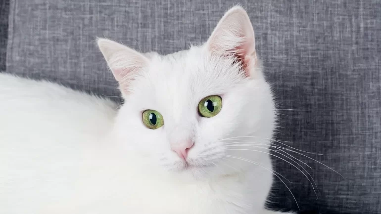 Kedi Neden Yemek Yemez?