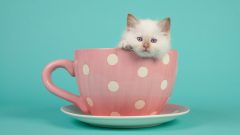 Kedi Neyden Korkar? Kedilerin Korktuğu Şeyler
