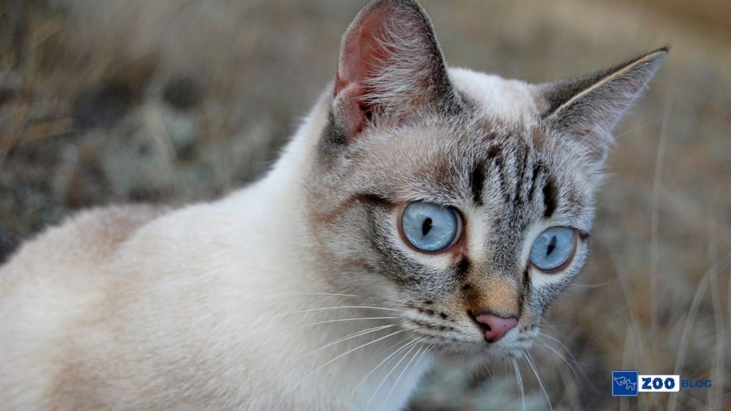 Kedi Nezlesi Tedavisi Nedir, Nasıl Yapılır? Kedi Nezlesi Tedavisi