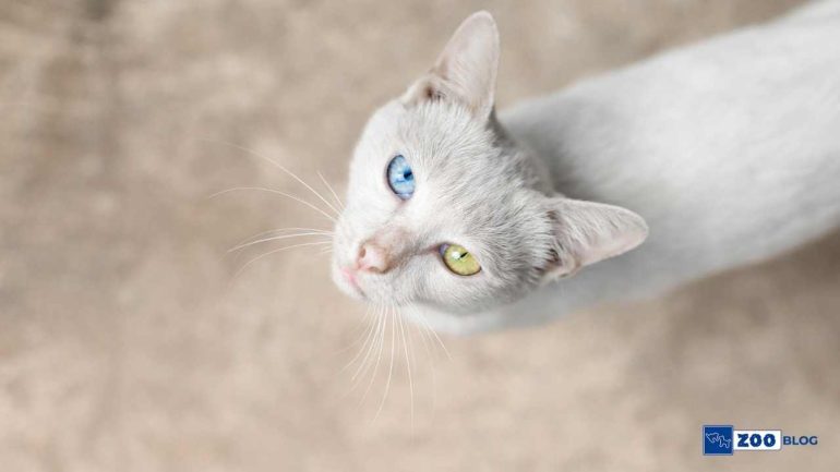 Kedi Nezlesi Tedavisi Nedir, Nasıl Yapılır?