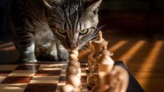 Kedi Oyunları Nelerdir?