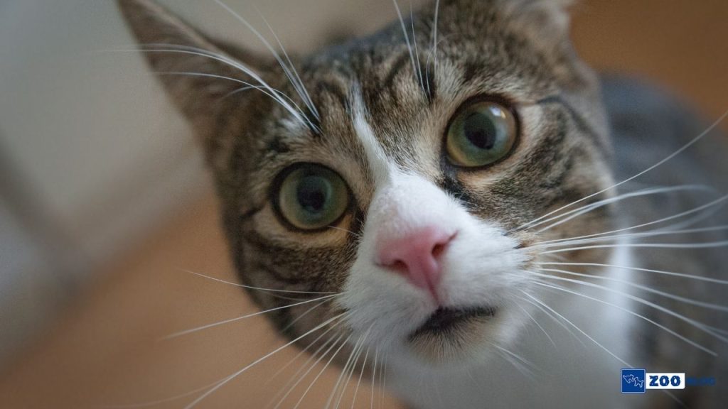 Kedi Pire Damlası Ne Kadar Sürede Etki Eder?