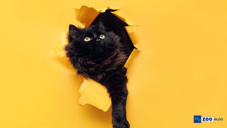 Kedi Pire Damlası Ne Kadar Sürede Etki Eder?