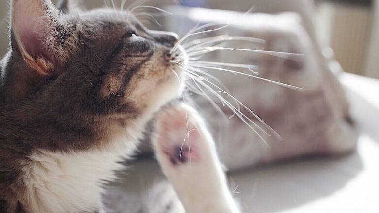 Kedi Piresi Insana Gecer Mi Nasil Yok Edilir Zoo Blog