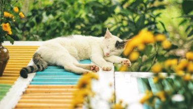 Kedi Piresi İnsana Zarar Verir Mi?