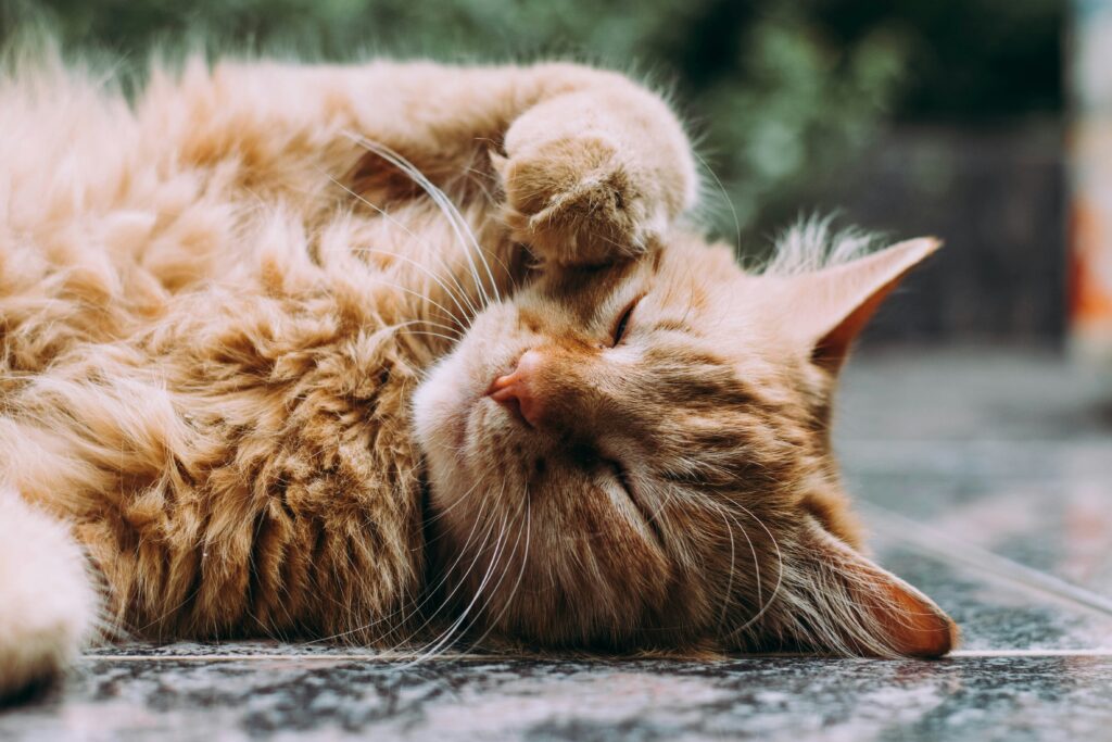 Kedi Sahibi Olmak Hangi Avantajları Sağlar?