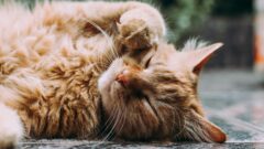 Kedi Sahibi Olmak Hangi Avantajları Sağlar?