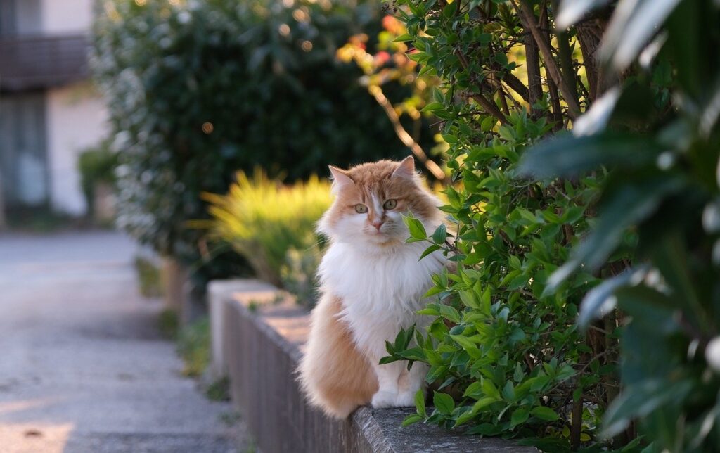 Kedi Sahiplenmenin Avantajları Nelerdir?