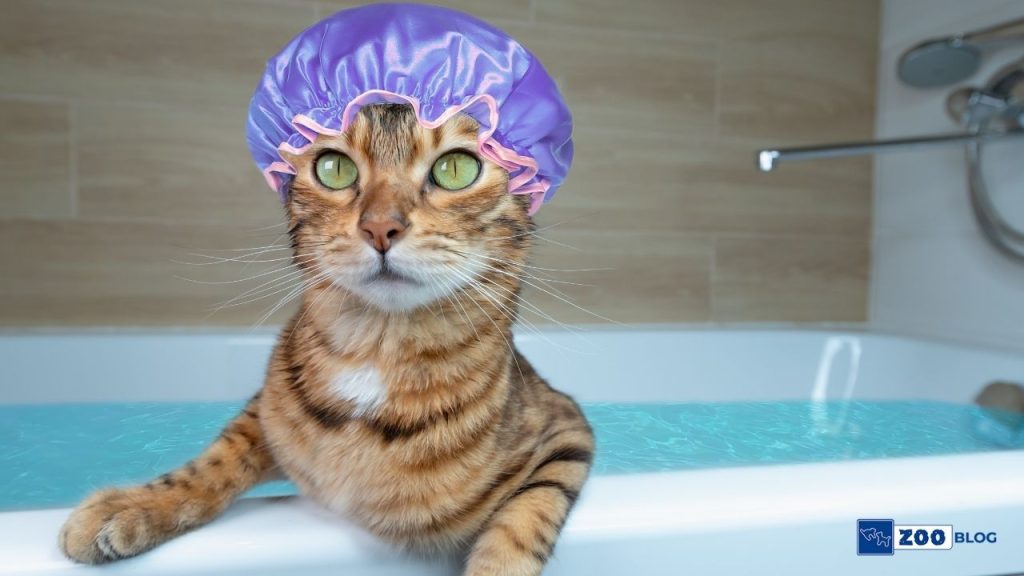 Kedi Şampuanla Yıkanır mı?
