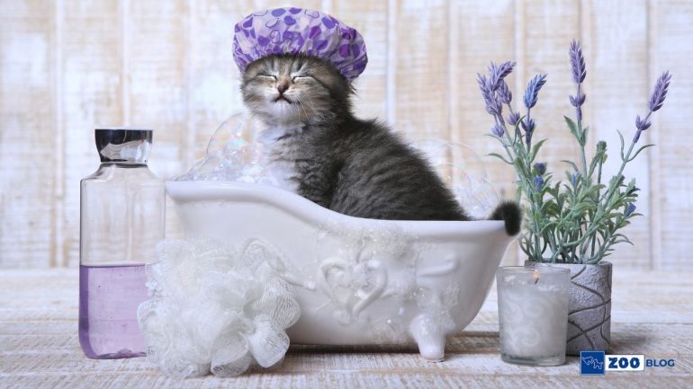 Kedi Şampuanla Yıkanır mı?