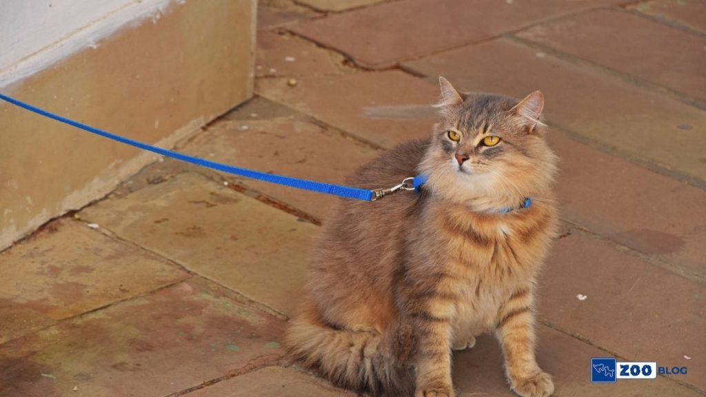 Kedi Tasması Nasıl Takılır?