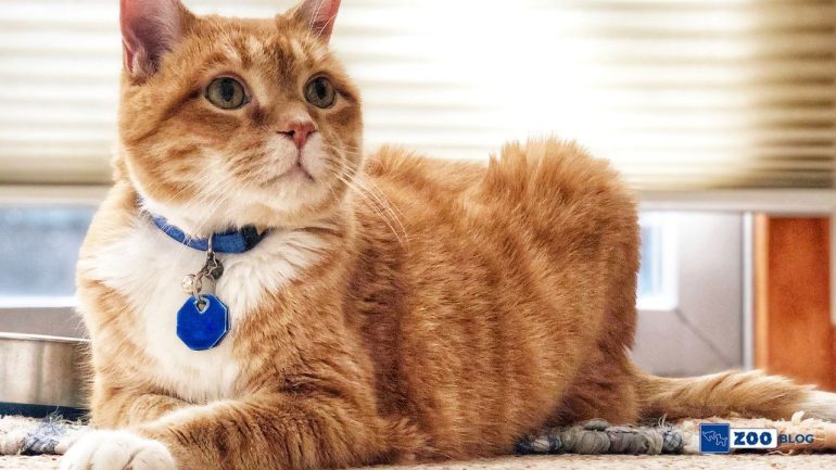 Kedi Tasması Nasıl Takılır?