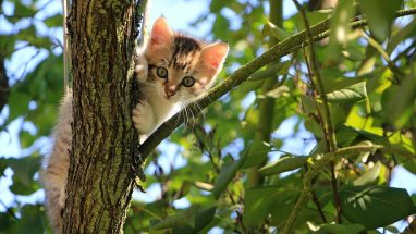 Kedi Tırmalama Hastalığı Nedir? Belirtileri Neler?