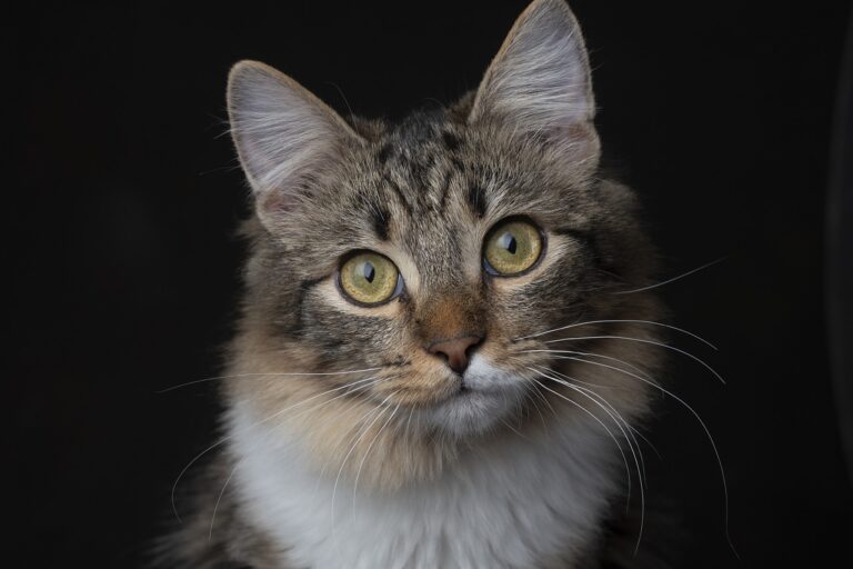 Kedi Tırmığı Hastalığı Nedir?