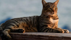 Kedi Tırmığı Hastalığı Nedir? Belirtileri, Nedenleri