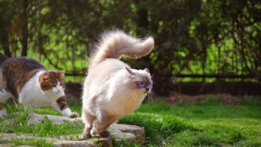 Kedi Titriyor Ne Yapmalıyım? Kediler Neden Titrer?