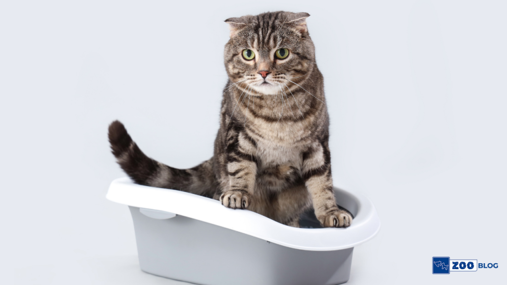 Kedi Tuvalet Kabı Nasıl Olmalı?