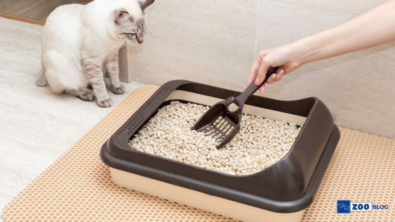 Kedi Tuvalet Kabı Nasıl Olmalı?