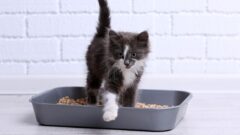 Kedi Tuvalet Kokusu Önleme Yolları Nelerdir?