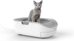 Kedi Tuvaleti Nasıl Olmalı?