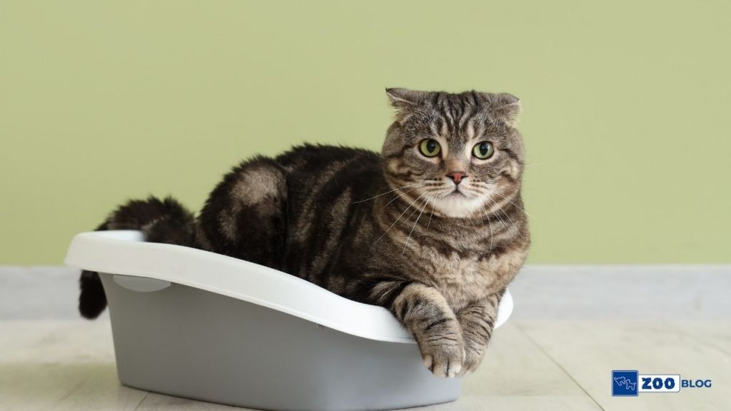 Kedi Tuvaleti Nereye Konmalı?