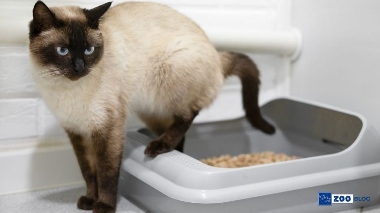 Kedi Tuvaleti Nereye Konmalı?