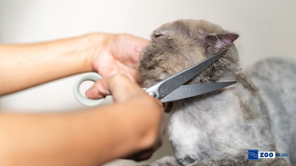 Kedi Tüy Kesimi Hakkında Tüm Detaylar