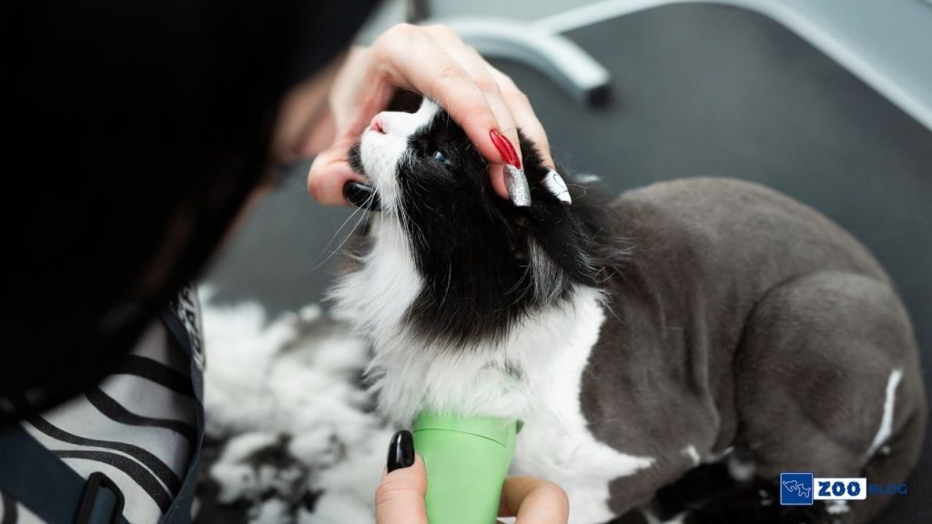 Kedi Tüy Kesimi Hakkında Tüm Detaylar
