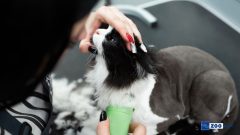 Kedi Tüy Kesimi Hakkında Tüm Detaylar
