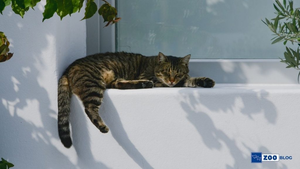 Kedi Tüyü Alerjisi Nasıl Geçer?