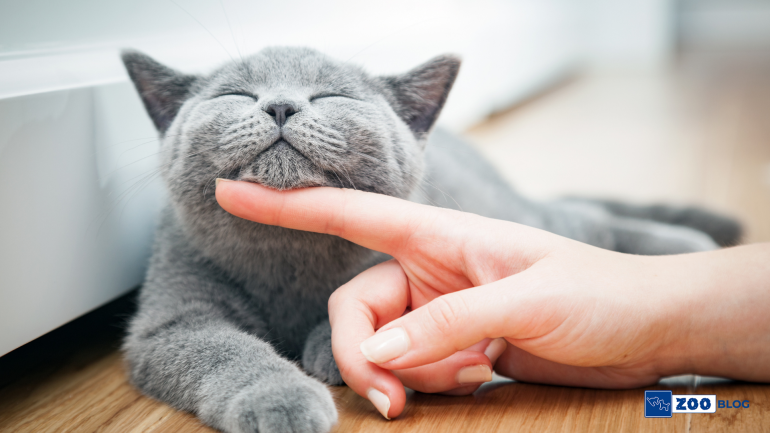 Kedi Tüyü Alerjisi Nasıl Geçer?