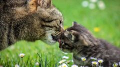 Anne Kediler Yavrularını Ne Zaman Bırakır?