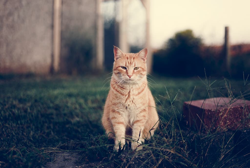 Kedi Yaşam Süresi Ne Kadar? Kediler Kaç Yıl Yaşar?