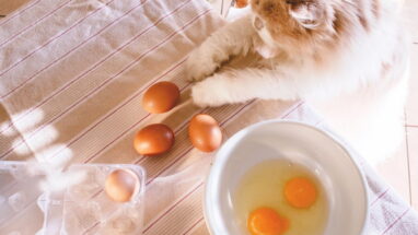 Kedi Yumurta Yer Mi? Kediye Yumurta Verilir Mi?