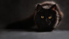 Kedi Zehirlenmesi Nasıl Belli Olur?