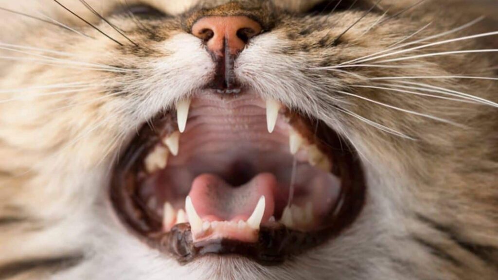 Kedi Dişleri 