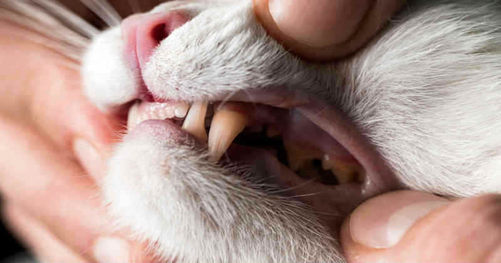 kedide diş dökülmesi