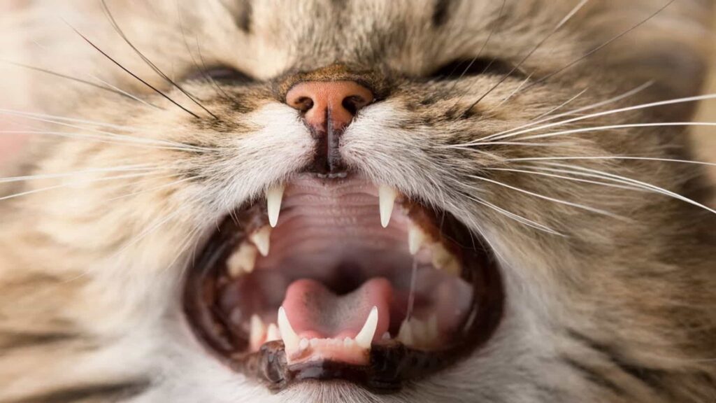 Kediler diş döker mi