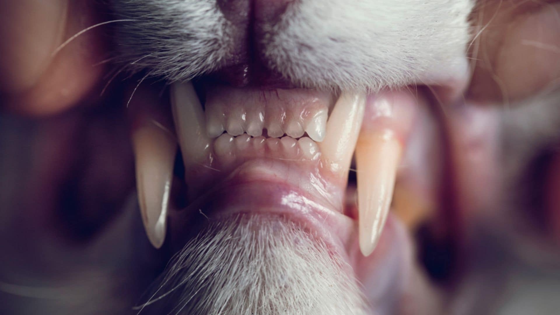 Kedi Disleri Dis Anatomisi Ve Dis Sagligi Uzerine 5 Bilgi Zoo Blog
