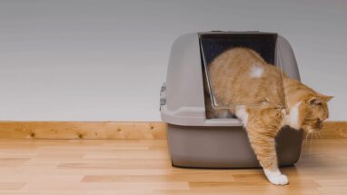 Kedi Kuma Nasıl Alıştırılır?
