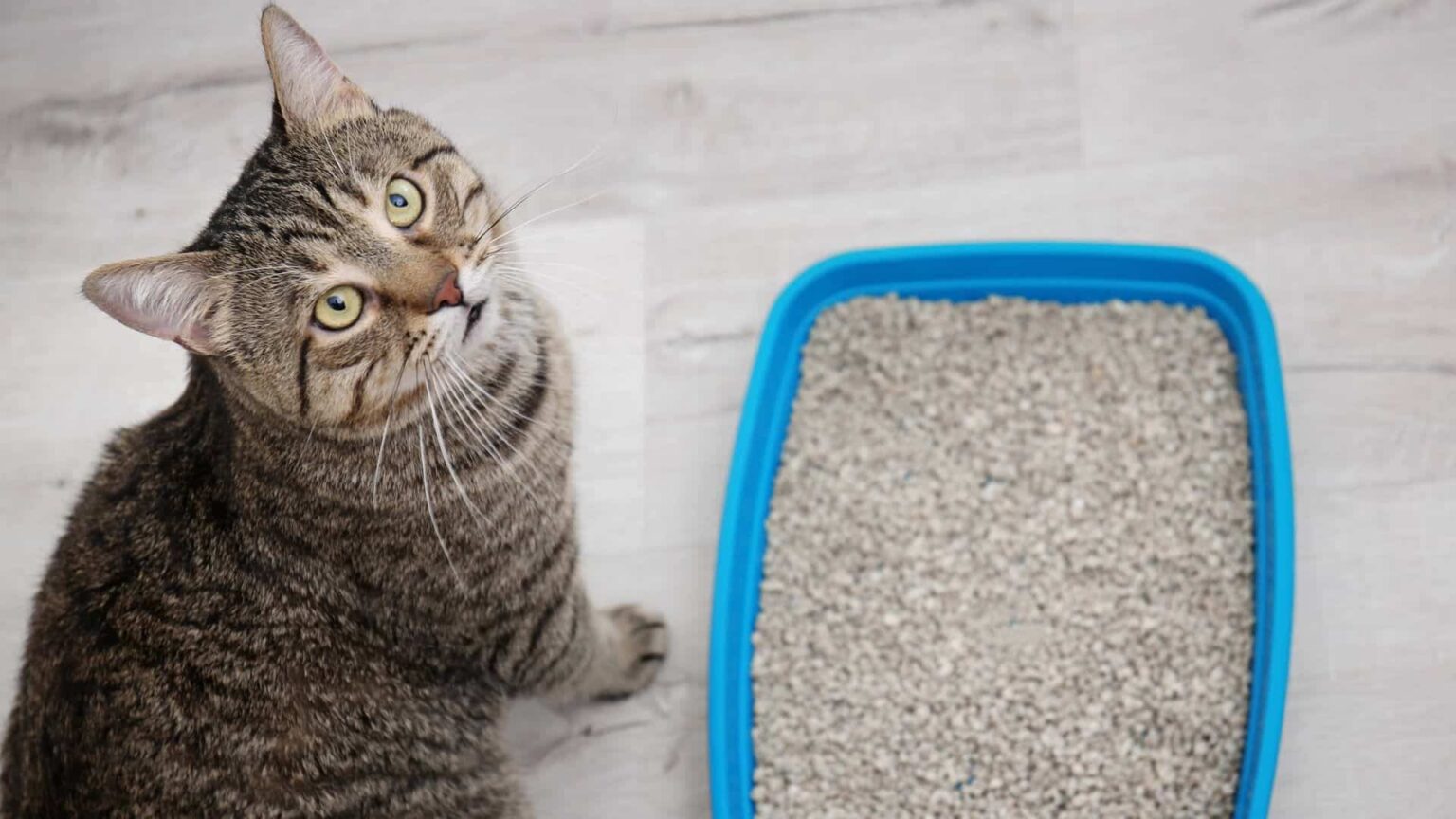 Kedi Kuma Nasıl Alıştırılır? Zoo Blog