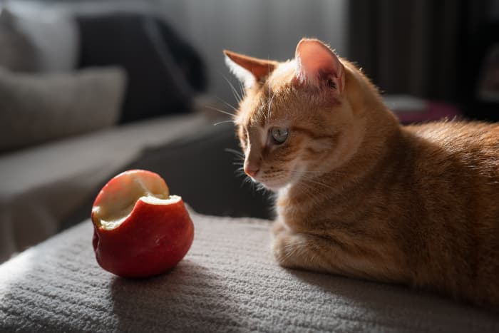 Kediler Elma Yiyebilir Mi?