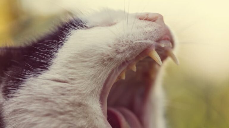 kediler neden agzini acar kedilerin agzini acma nedeni zoo blog