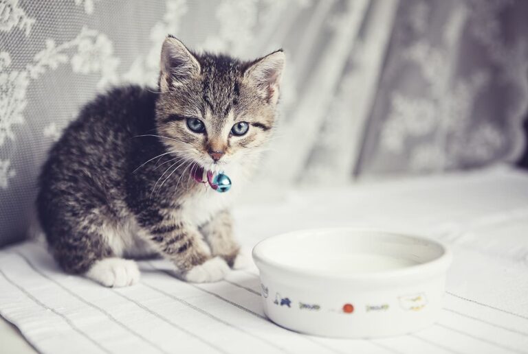 Kediler Süt İçer Mi? Kediye Süt Verilir Mi? Zoo Blog